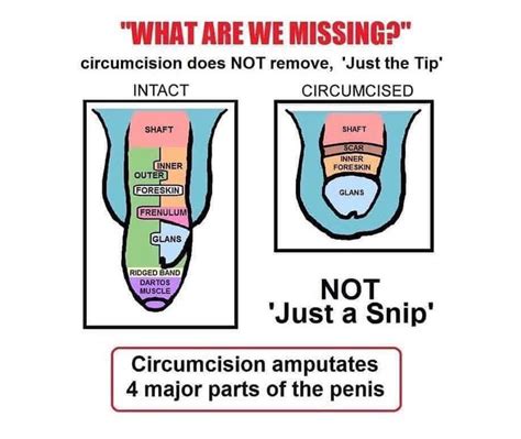 penis necircumcis|How Does a Circumcised Penis Differ From an Uncircumcised。